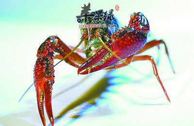 小龙虾近照