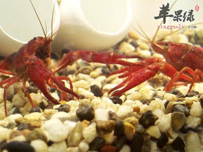 水里的小龙虾