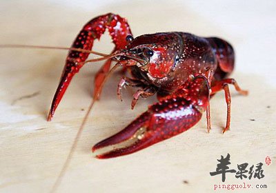 一只小龙虾
