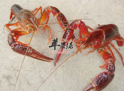 两小只小龙虾