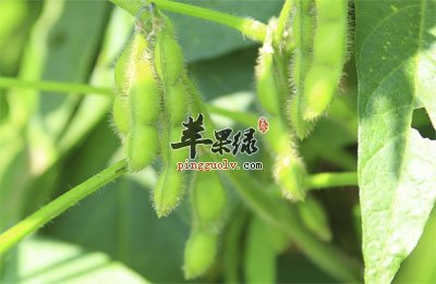 挂枝头的毛豆.jpg