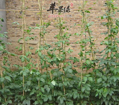 芸豆栽培