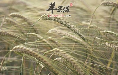 大麦被压弯了腰.jpg