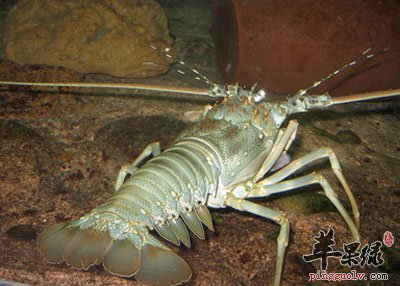 水中的龙虾.jpg