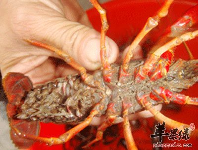 挑选龙虾.jpg