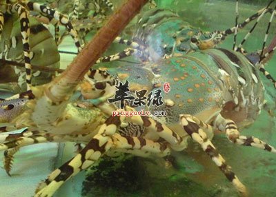 大龙虾.jpg