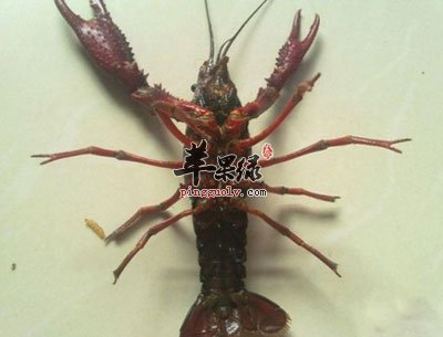 死龙虾.jpg