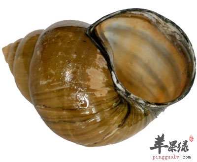 田螺壳