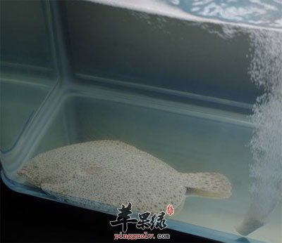 多宝鱼