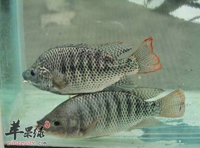 在水里游的罗非鱼