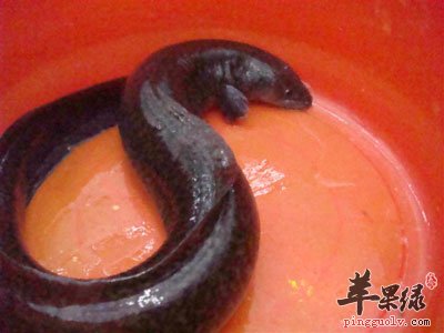 鳗鱼长大