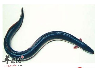 妖娆的鳗鱼
