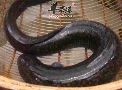 鳗鱼一条