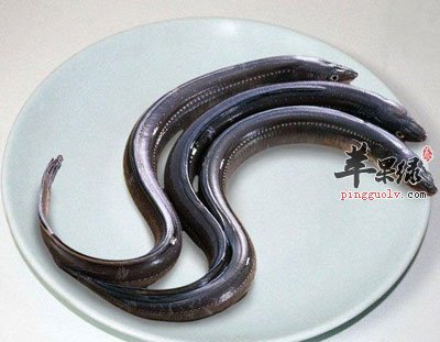 三条细鳗鱼