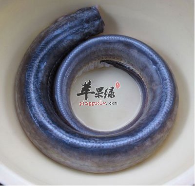 无头鳗鱼