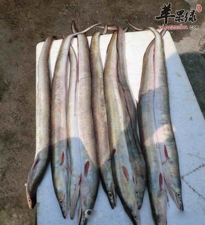 阳光浴鳗鱼