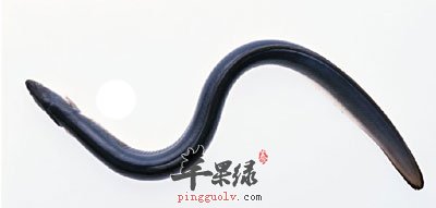 鳗鱼选购