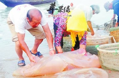 新鲜海蜇.jpg
