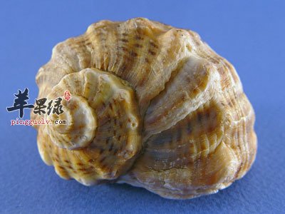 海螺的近照