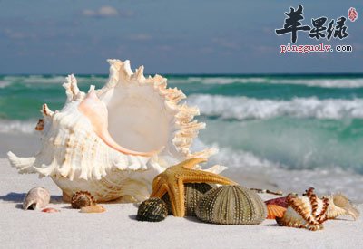 海滩上的海螺