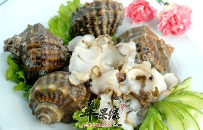 海螺摆盘