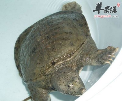甲鱼的味道