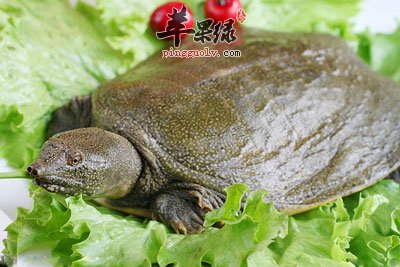甲鱼头