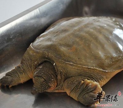 甲鱼中的霸者