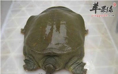 爬行的甲鱼
