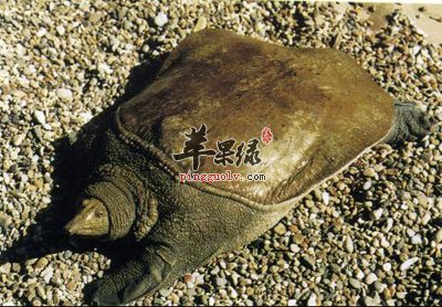 晒太阳的甲鱼