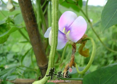 一根豇豆