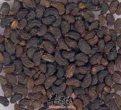 女贞子的功效与作用及食用方法(八)