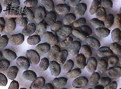 中药补骨脂.jpg