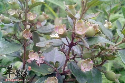 岗菍的功效与作用
