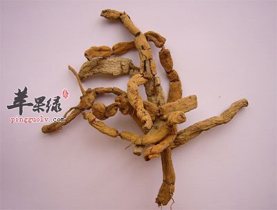 巴戟天中药.jpg