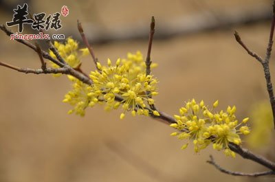 茱萸花开