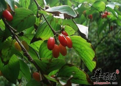 一棵山茱萸