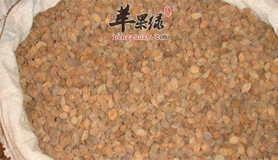 益智仁的功效与作用