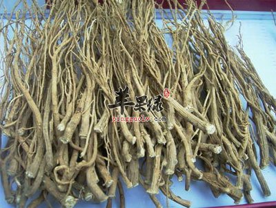 柴胡——中药.jpg