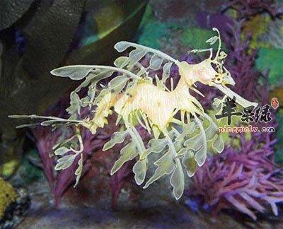 美丽的叶海龙