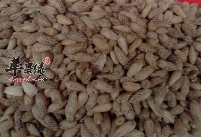 中药苍耳子.jpg