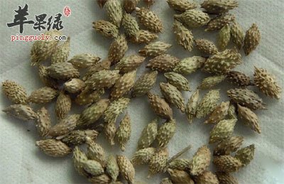 去了刺的苍耳子.jpg