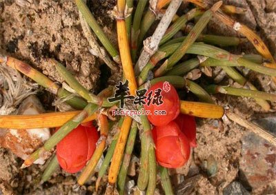矮麻黄.jpg