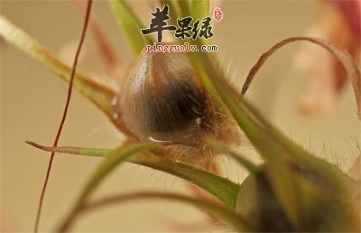 小草果.jpg