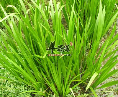 石菖蒲
