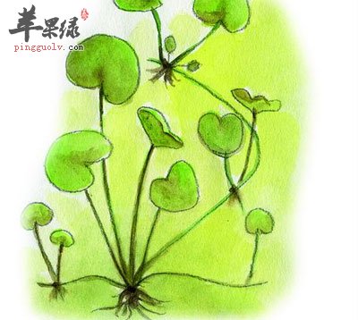 积雪草的功效与作用