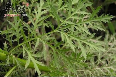 青蒿的功效与作用