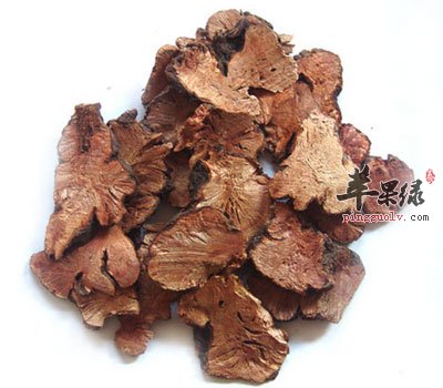金荞麦根部
