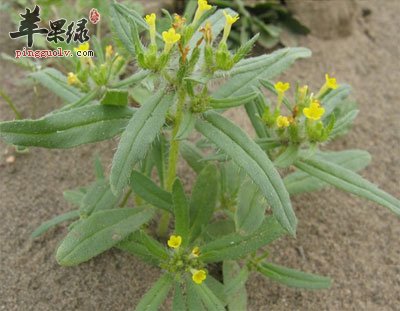 苹果绿 中药大全 功效与作用  实验表明: 由新疆紫草中提取的紫草素5