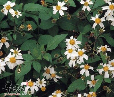 鬼针草
